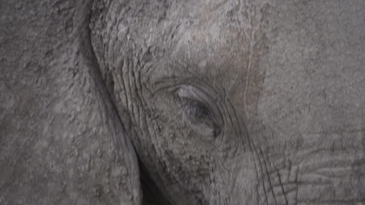 primer plano de un ojo de un elefante africano adulto mientras pasta en el parque nacional kruger, sudáfrica - 4k