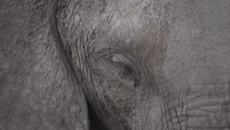 Closeup-on-an-eye-of-an-Adult-African-Elephant-while-it-is-grazing-in-Kruger-National-Park,-South-Africa---4K