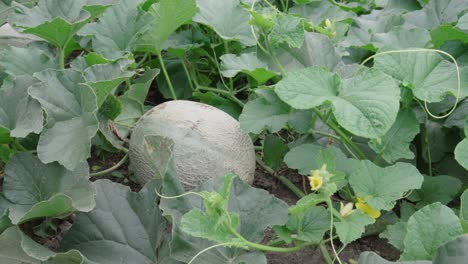 gardener checks on cantaloupe fruit before harvesting in the garden