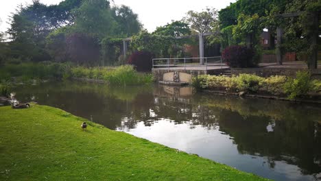 Eine-Stockente-Und-Eine-Gans-In-Der-Nähe-Eines-Teiches-In-Swindon