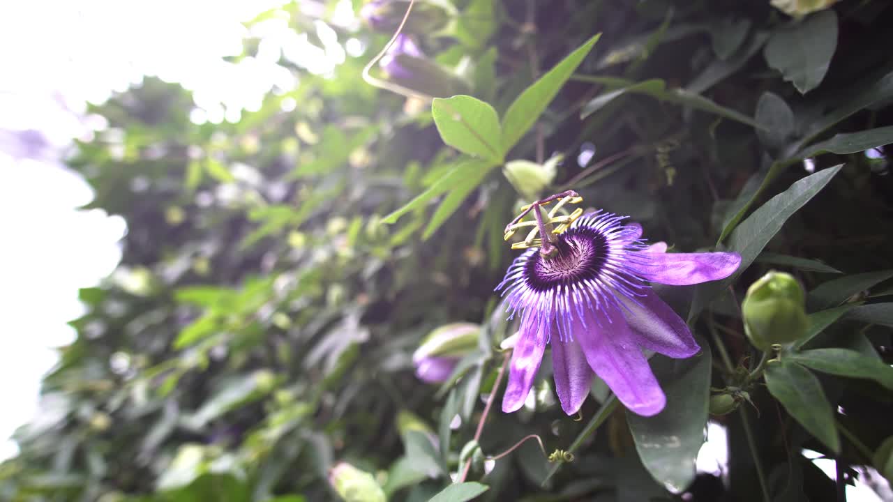 flor morada en la naturaleza después de florecer