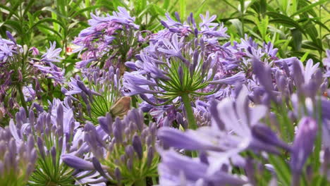 color image of lilac and green with many lilac leek flowers and the stems of the green leaves