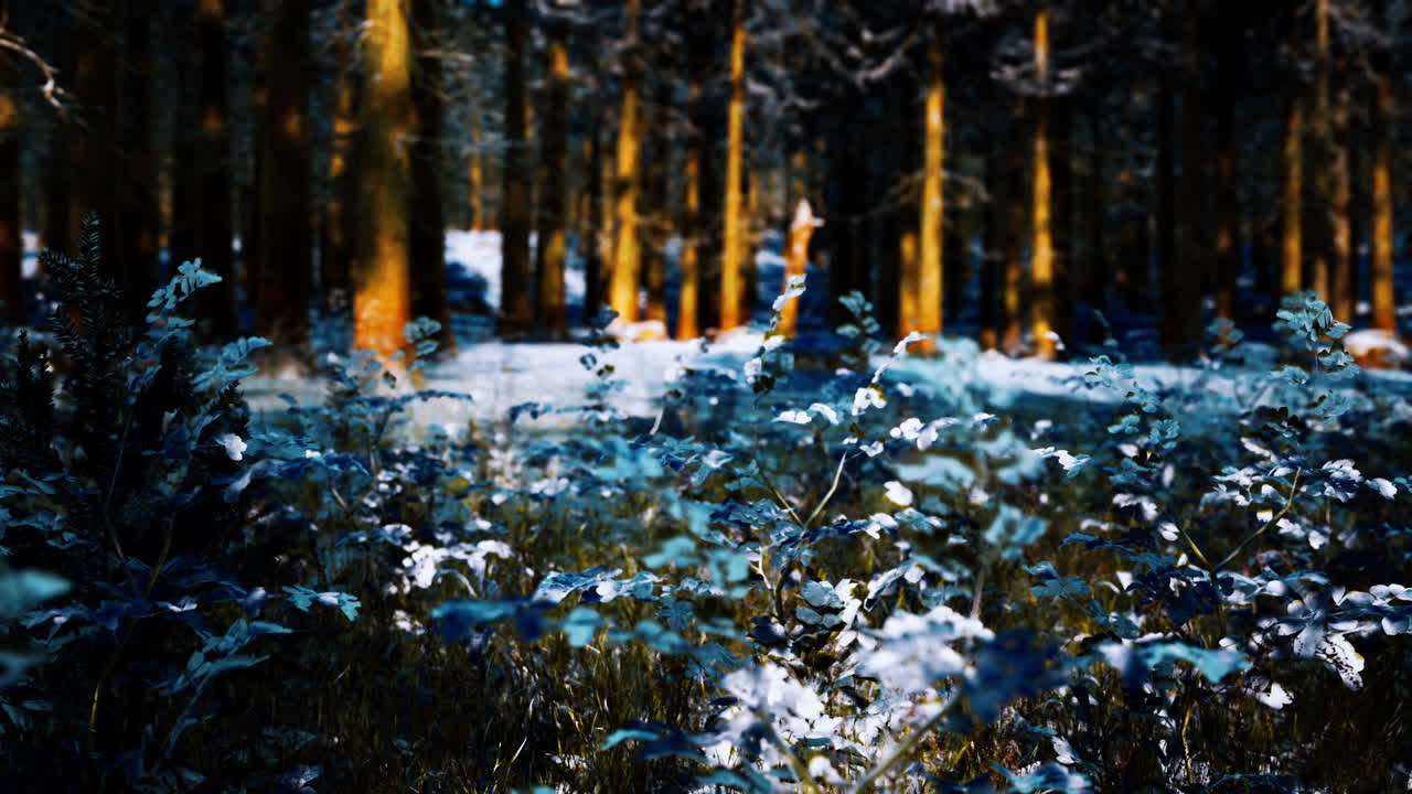 Lumipeitteinen havumetsä aurinkoisena päivänä