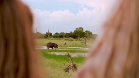 large hippopotamus walking on the african savanna in botswana