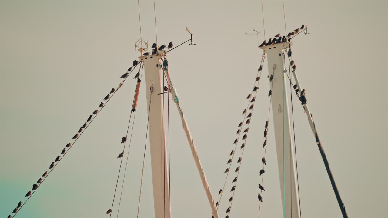 Birds perched on and flying around tall sailboat masts in a marina, with a pale sky and subtle movement in the background
