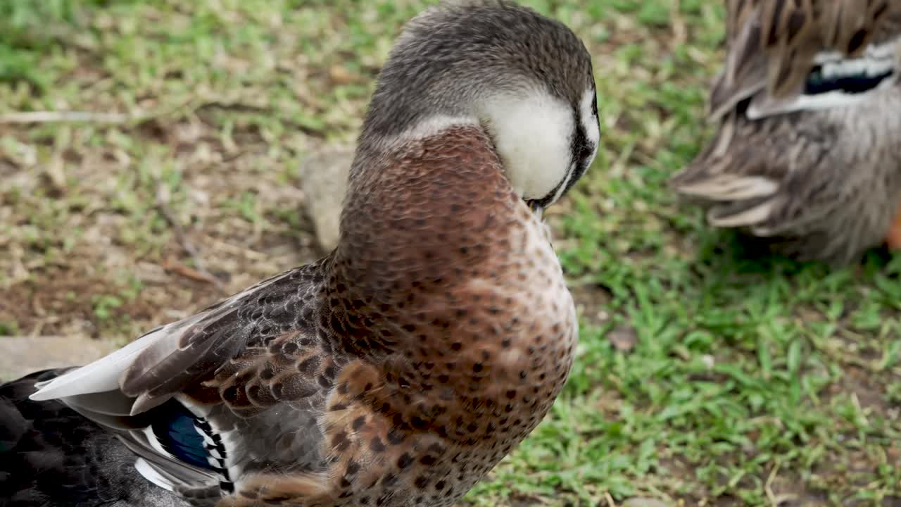 이 풀에서 몸을 고 있다