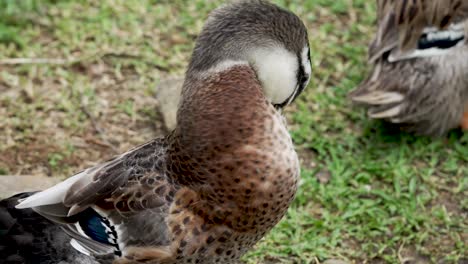 un pato que se limpia en el campo de hierba