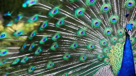 close-up of a peacock displaying its vibrant fanned tail feathers