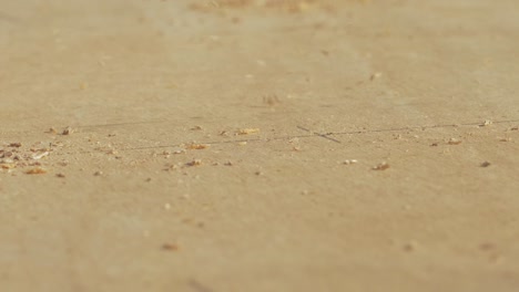 brushing sawdust off plywood sheet