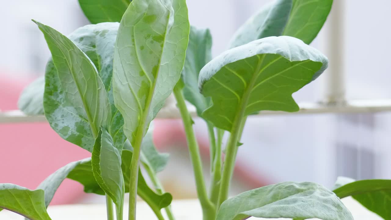 Close-up view of vibrant green Kai Lan (Chinese Broccoli) leaves