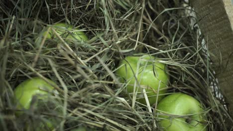 green apples in hay