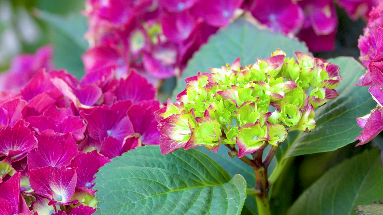Close Up of Vibrant Pink and Green Hydrangea Flowers Blooming