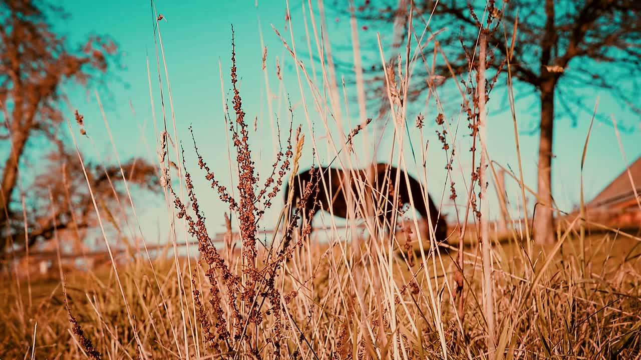 배경에 초점이 맞지 않는 말과 함께 들판에 푸른 하늘이 있는 멋진 일몰