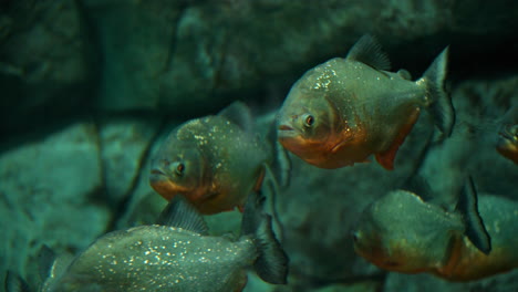 una bandada de peces piranhas de vientre rojo nadan bajo el agua de cerca.