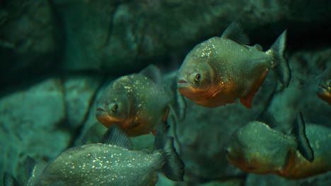 flock of red-bellied piranha fishes  swim underwater close-up