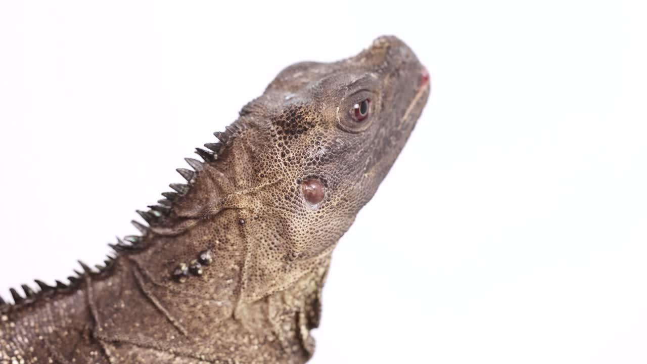 A Hydrosaurus Amboinensis lizard remains still against a bright white background, highlighting its textured skin and unique features