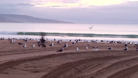 sunrise on the beach, seagulls are taking off for the first flight of the day, harmonious overture to the day's unfolding beauty at the sea coastline