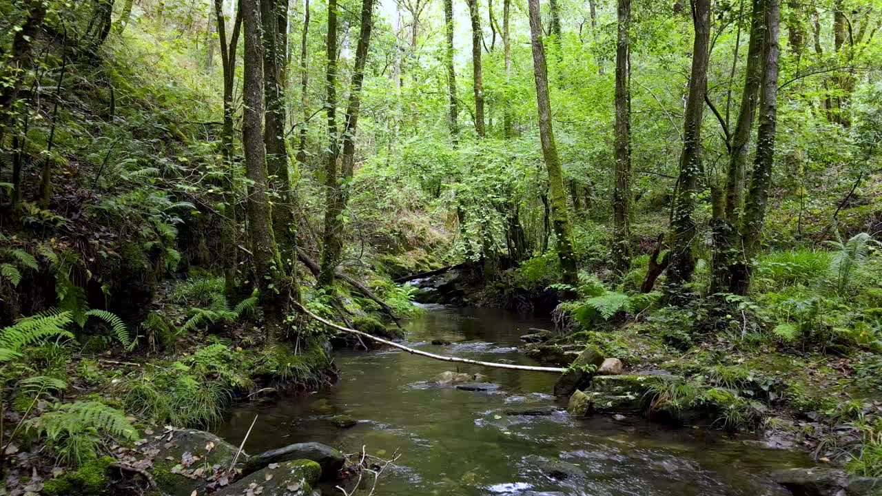 paseo río arriba en el corazón del parque natural de las fragas do eume