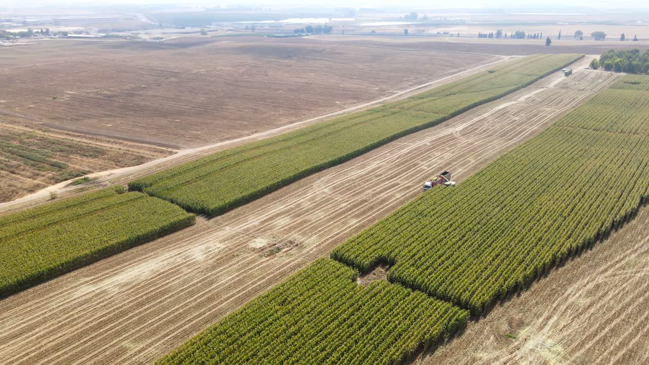Drone shot of a vast cornfield.
A combine harvester harvests the corn.
An amazing agricultural landscape of the Judean Lowlands