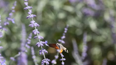 la polilla del colibri se alimenta de las flores de lavanda.