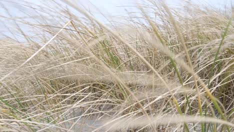 Nahaufnahme-Von-Strandhafer,-Der-Auf-Sanddünen-Wächst,-Die-Bei-Wildem-Wind-In-Berneray,-Den-Äußeren-Hebriden-Im-Westen-Schottlands,-Großbritannien,-Wehen