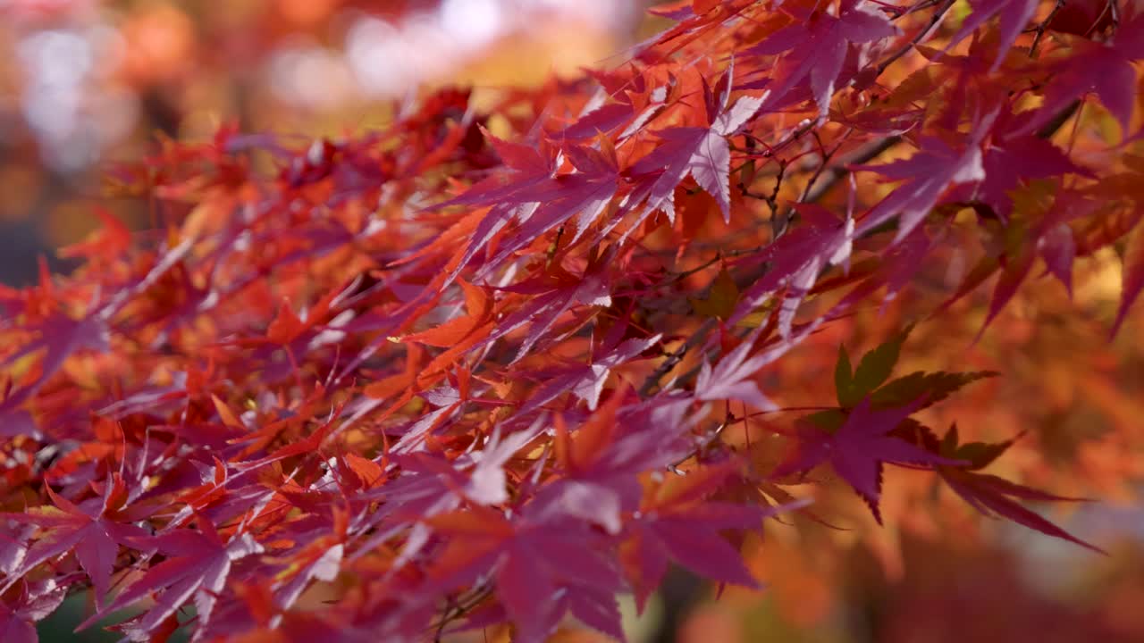 느린 동작으로 카메라로 흔들리는 은 메이플 잎의 영화적 클로즈업