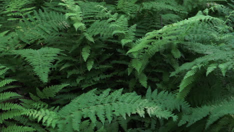 some green ferns in the forest