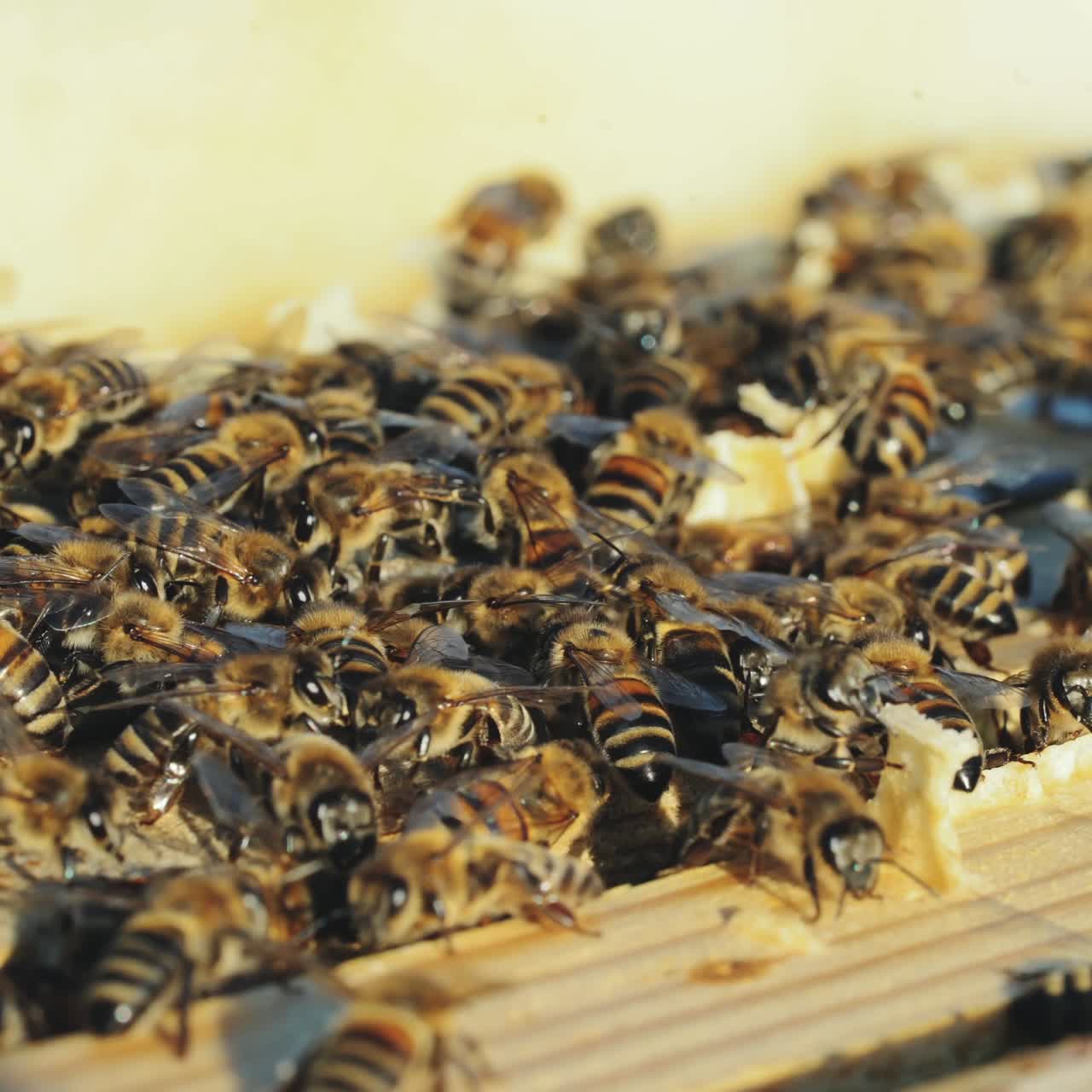 Close up view of the working bees on honeycomb in summer day. Bees turn nectar into honey.