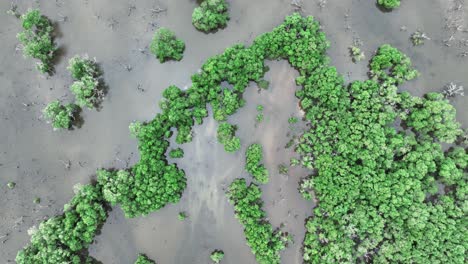 Top-down-drone-shot-of-plants-and-small-trees-growing-in-water-swamp-like-pond-coast-line