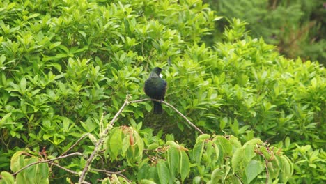 A-Tui-sitting-at-the-top-of-a-tree-in-mist-and-rain