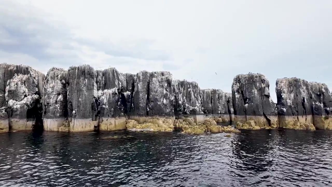Farne Adaları'nın dramatik deniz kayalıkları, kayalıklarda yuva yapan büyük bir deniz kuşu kolonisinin evi.