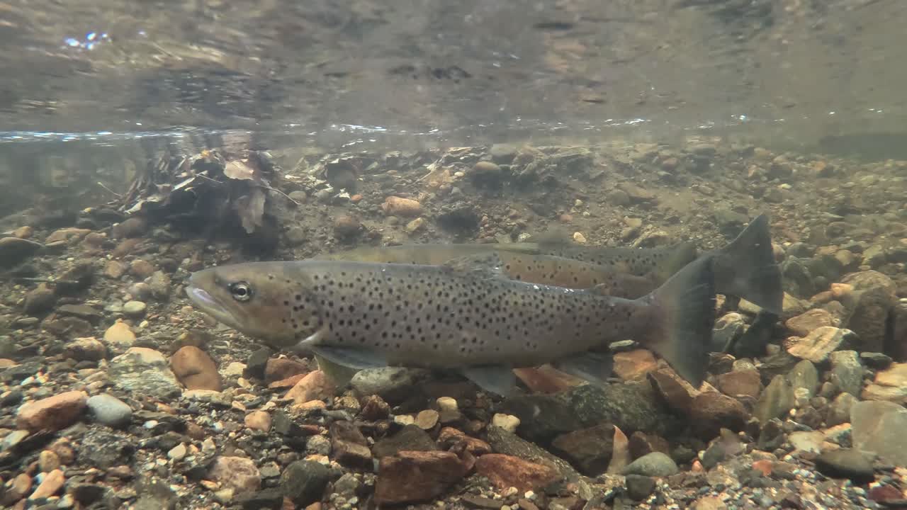 Vista subacquea di una trota fario in un fiume limpido