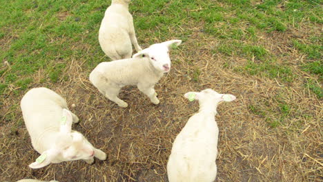 young curious lamb looking up towards the camera