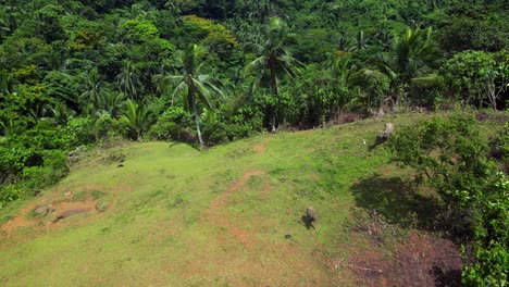 animales de pastoreo sobre las montañas en el bosque tropical durante el verano