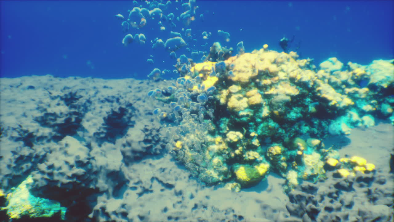 산호와 해양 생명체로 가득 찬 활기찬 해저 세계를 탐험합니다.