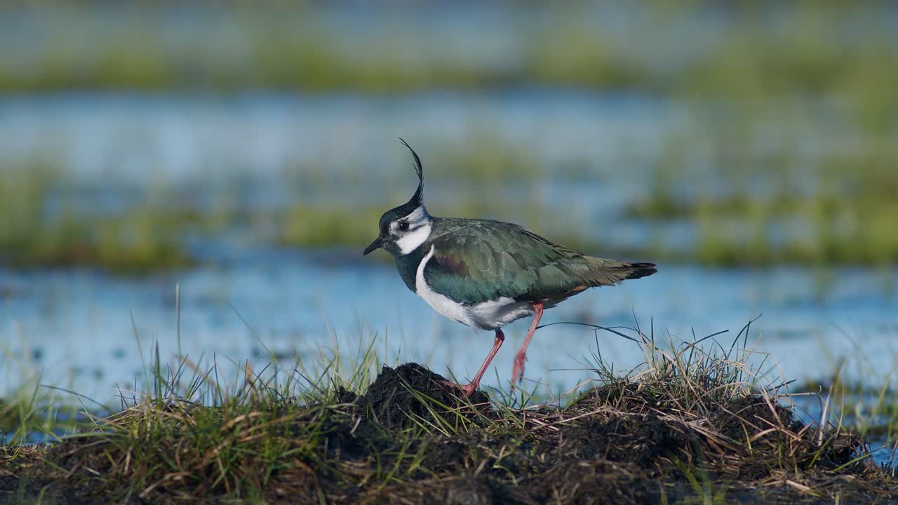 발 떨림 동작으로 지렁이와 함께 습지에서 먹이를 찾는 댕기물떼새