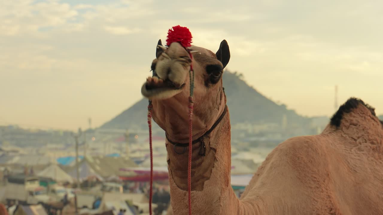 camellos en la feria de pushkar, también llamada feria de camellos de pushkar o localmente como kartik mela es una feria anual de varios días de ganado y cultural que se celebra en la ciudad de pushkar, rajasthan, india.