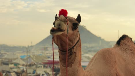 Camellos-En-La-Feria-De-Pushkar,-También-Llamada-Feria-De-Camellos-De-Pushkar-O-Localmente-Como-Kartik-Mela,-Es-Una-Feria-Ganadera-Y-Cultural-Anual-De-Varios-Días-Que-Se-Celebra-En-La-Ciudad-De-Pushkar,-Rajasthan,-India.