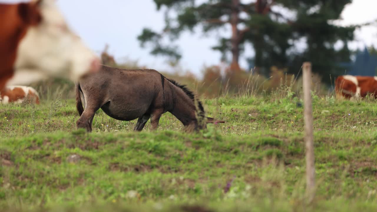 Asino adulto che pascola l'erba sul prato insieme al bestiame in una giornata di sole.