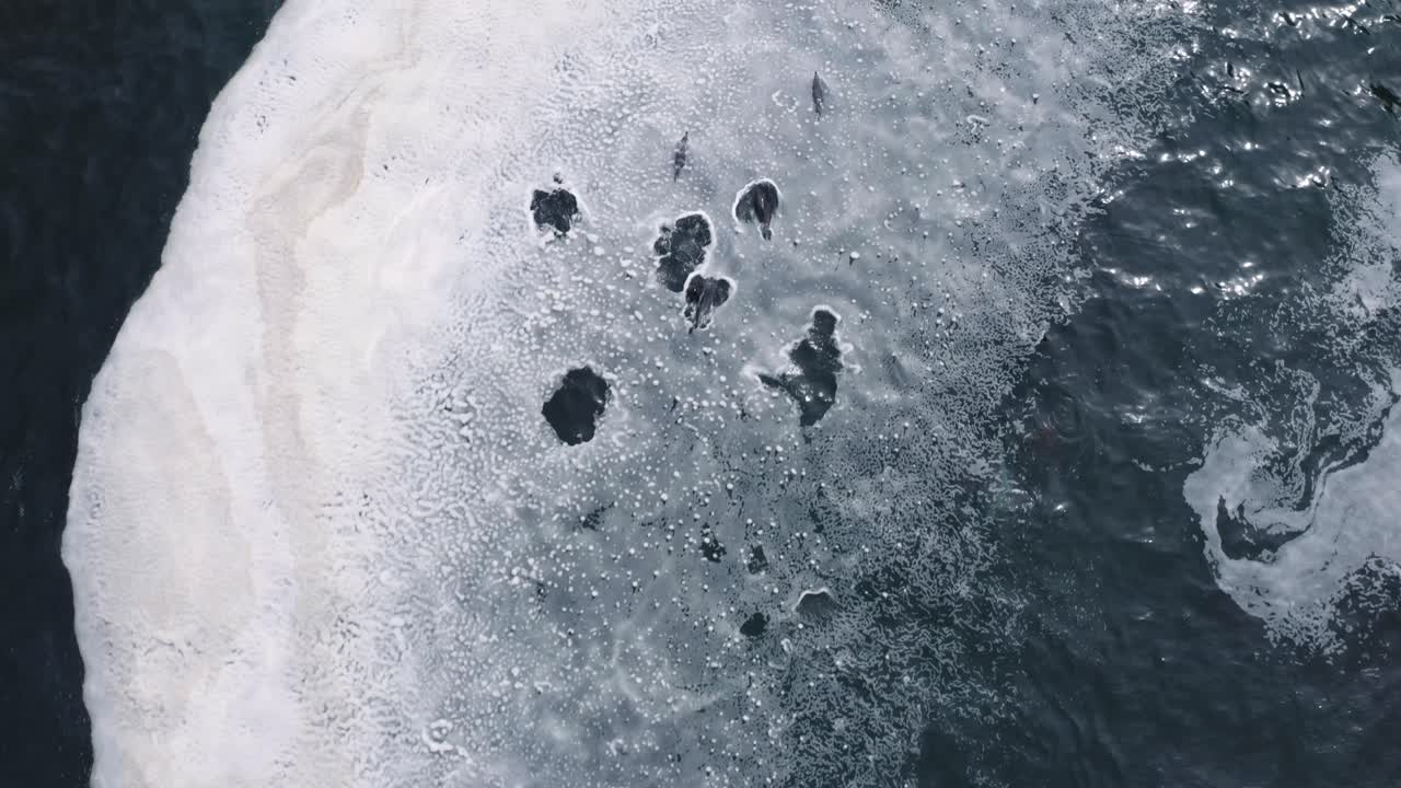 un grupo de delfines rompiendo el rastreo aéreo hacia adelante 4k
