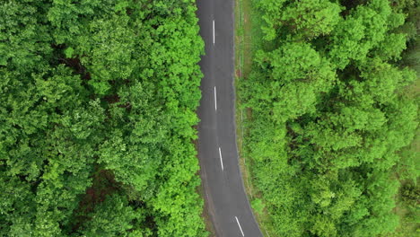 volando sobre un camino sinuoso en medio del bosque con árboles a ambos lados