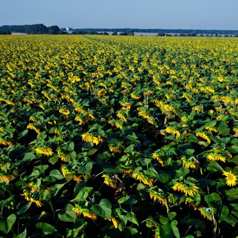 campo de girasol