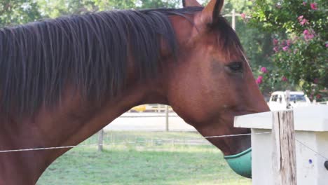 horse drinking in an automatic trough