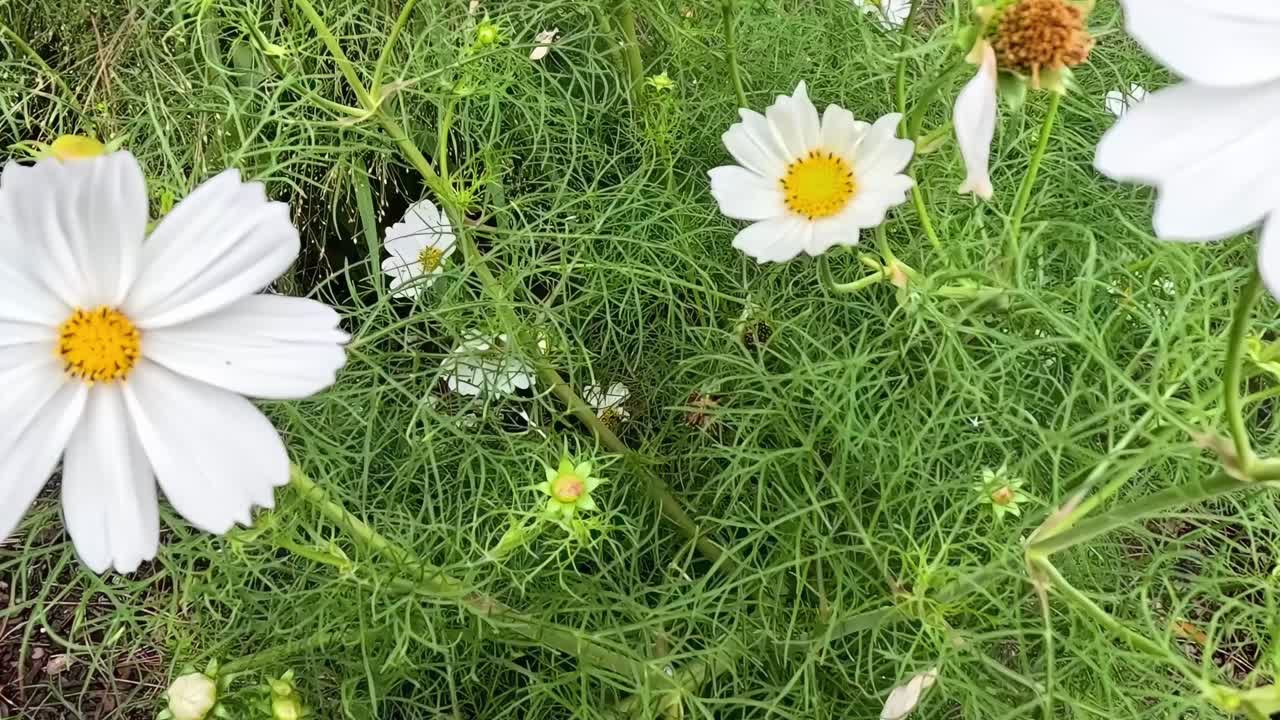 Detailed view of white cosmos flowers surrounded by lush green foliage, showcasing their delicate petals and vibrant centers.