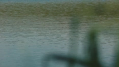 bobber periodically sinks in the lake