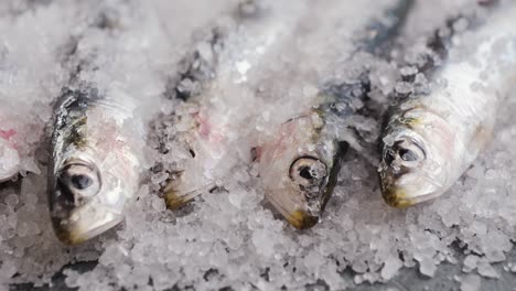 fresh sardines on ice
