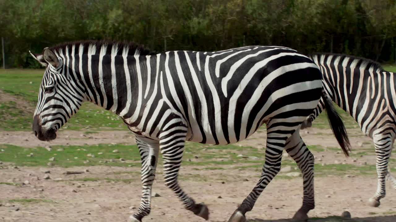 Two Zebras walking and playing in a vast open-air zoo under sunny skies wildlife safari nature habitat vibrant animals exploring walking interacting enjoying freedom in spacious environment