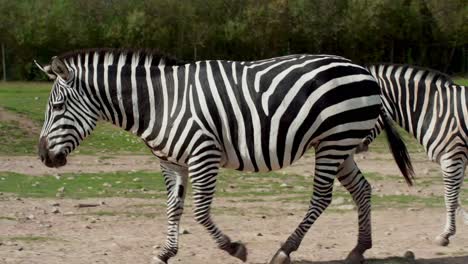 two zebras walking and playing in a vast open-air zoo under sunny skies wildlife safari nature habitat vibrant animals exploring walking interacting enjoying freedom in spacious environment