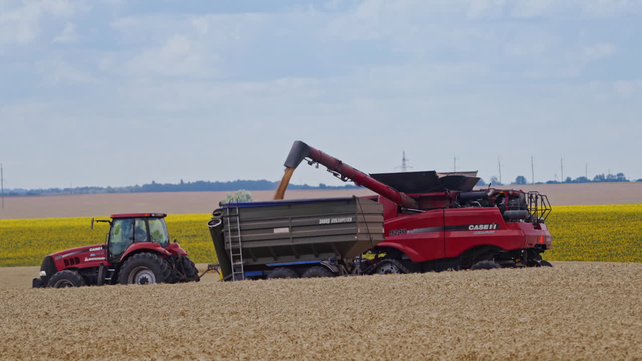Combine harvest on field. Agriculture machine harvesting golden ripe wheat field