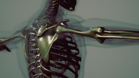 3d rendered medical animation of a human bones